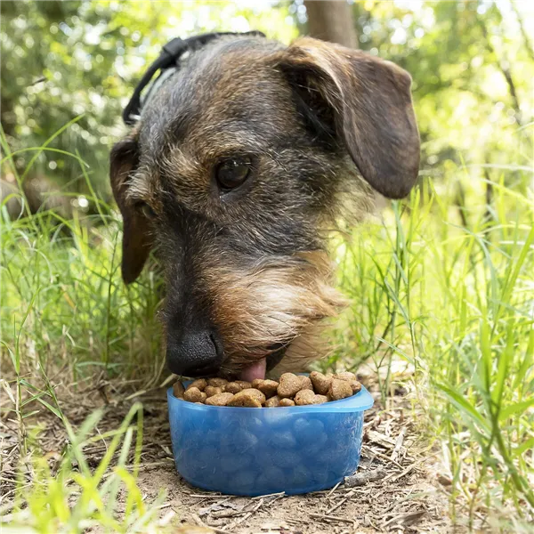 Kaks-ühes pudel vee- ja toiduanumatega lemmikloomadele Pettap InnovaGoods