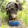 2-in-1 bottle with water and food containers for pets Pettap InnovaGoods