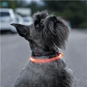 LED mājdzīvnieku kaklasiksna Petlux InnovaGoods