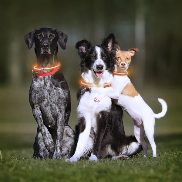LED mājdzīvnieku kaklasiksna Petlux InnovaGoods